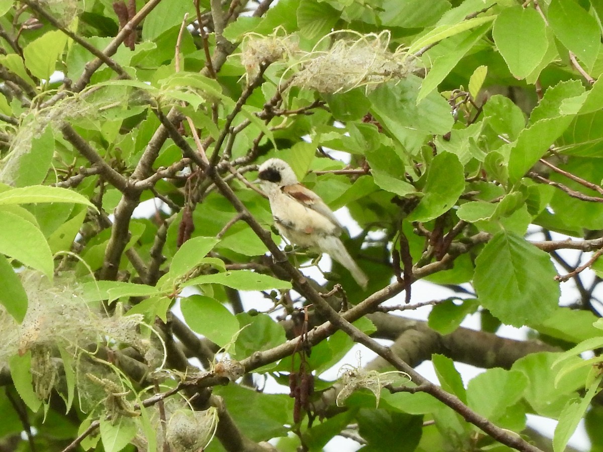 Eurasian Penduline-Tit - ML620115311