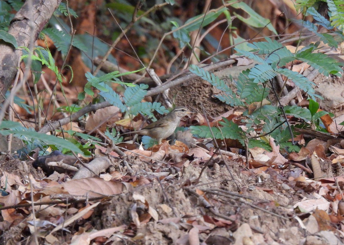 Radde's Warbler - ML620115318