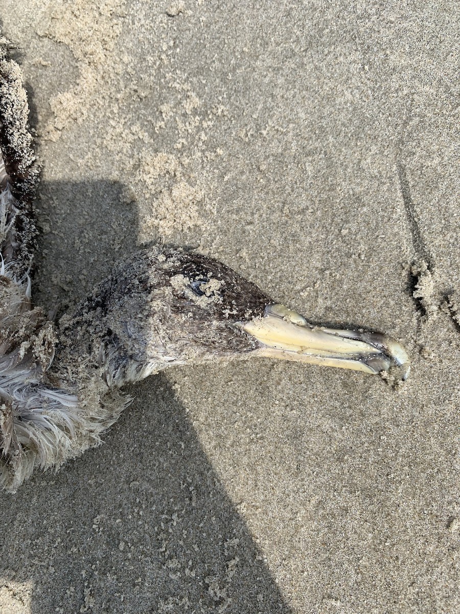 Cory's Shearwater - ML620115330