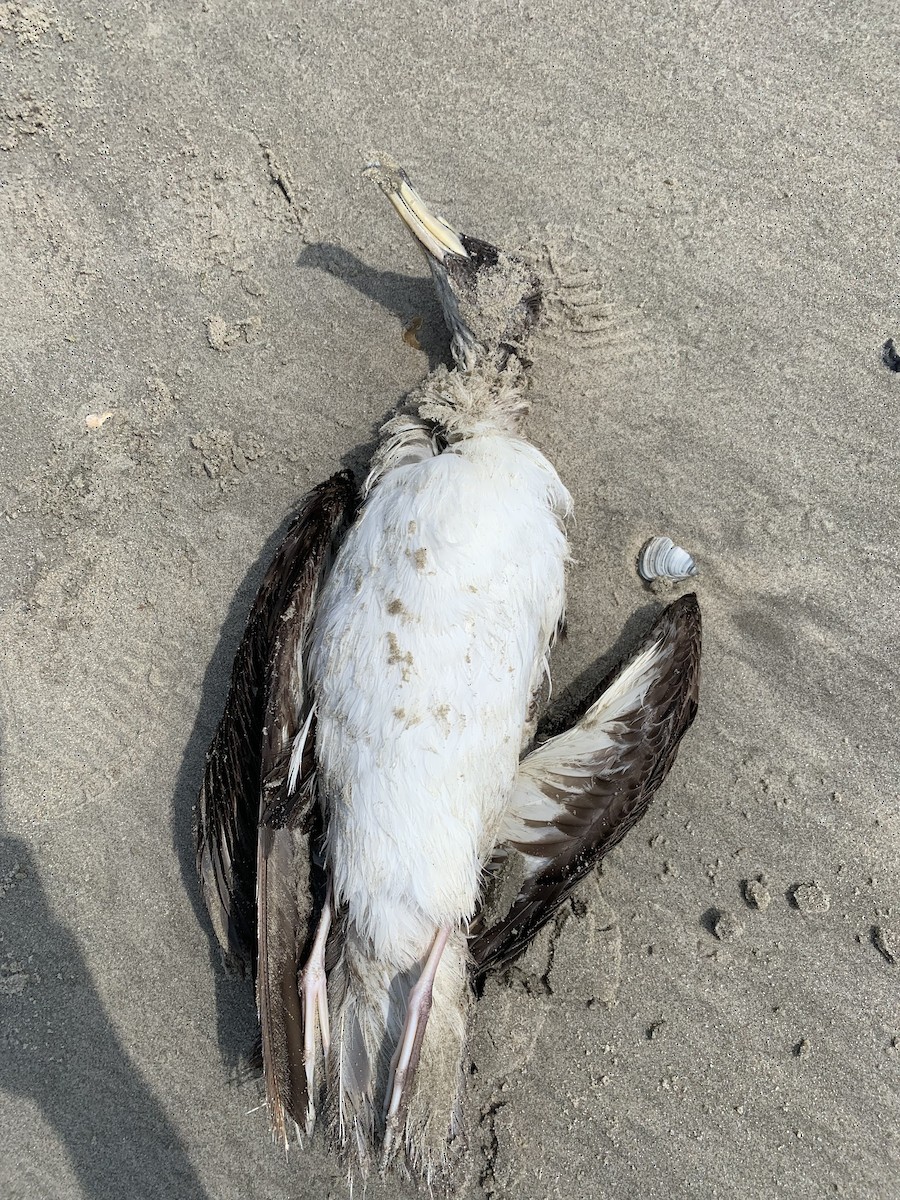 Cory's Shearwater - ML620115332