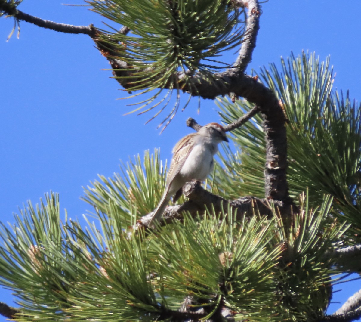 Chipping Sparrow - ML620115345