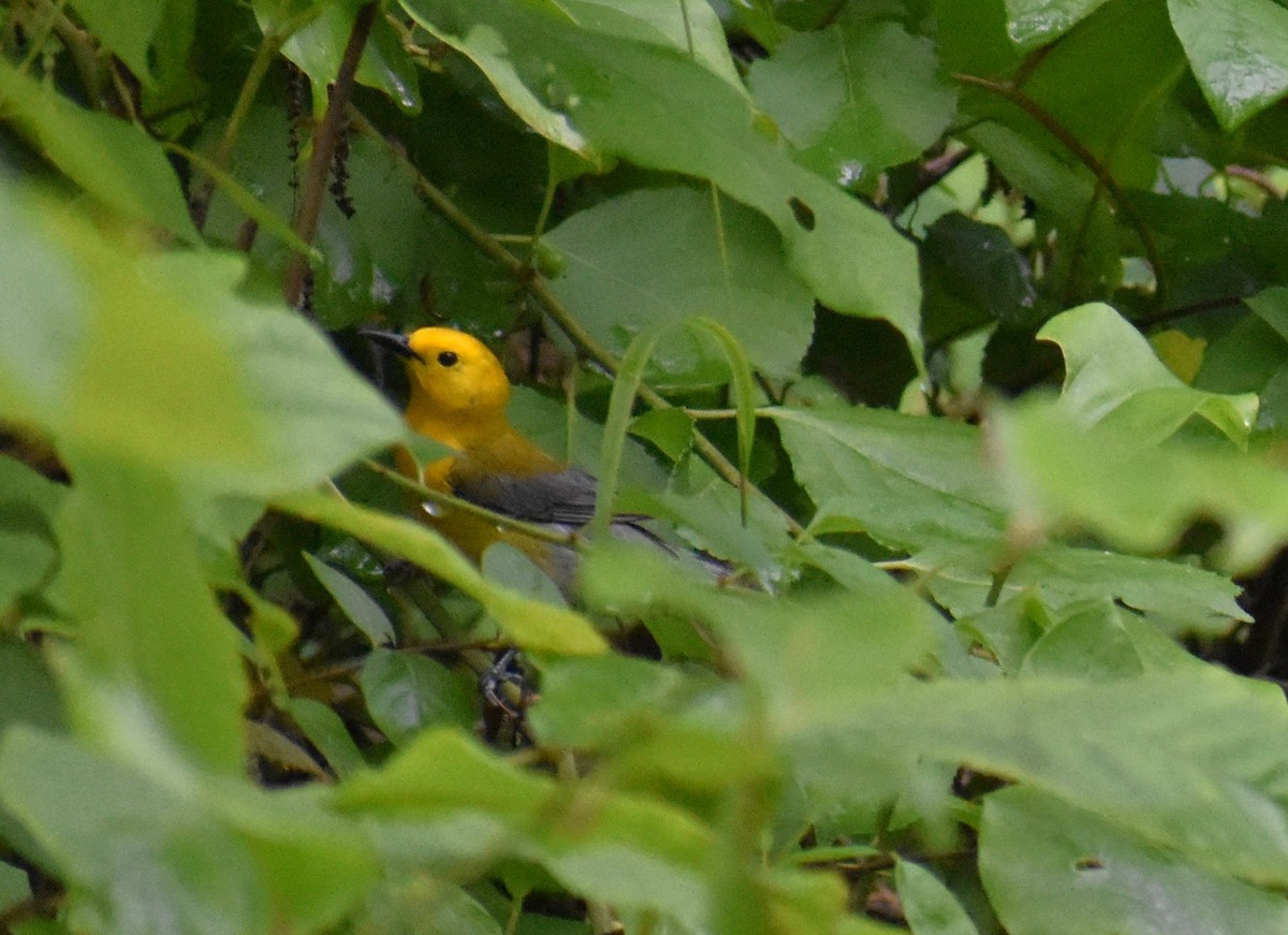 Prothonotary Warbler - ML620115353