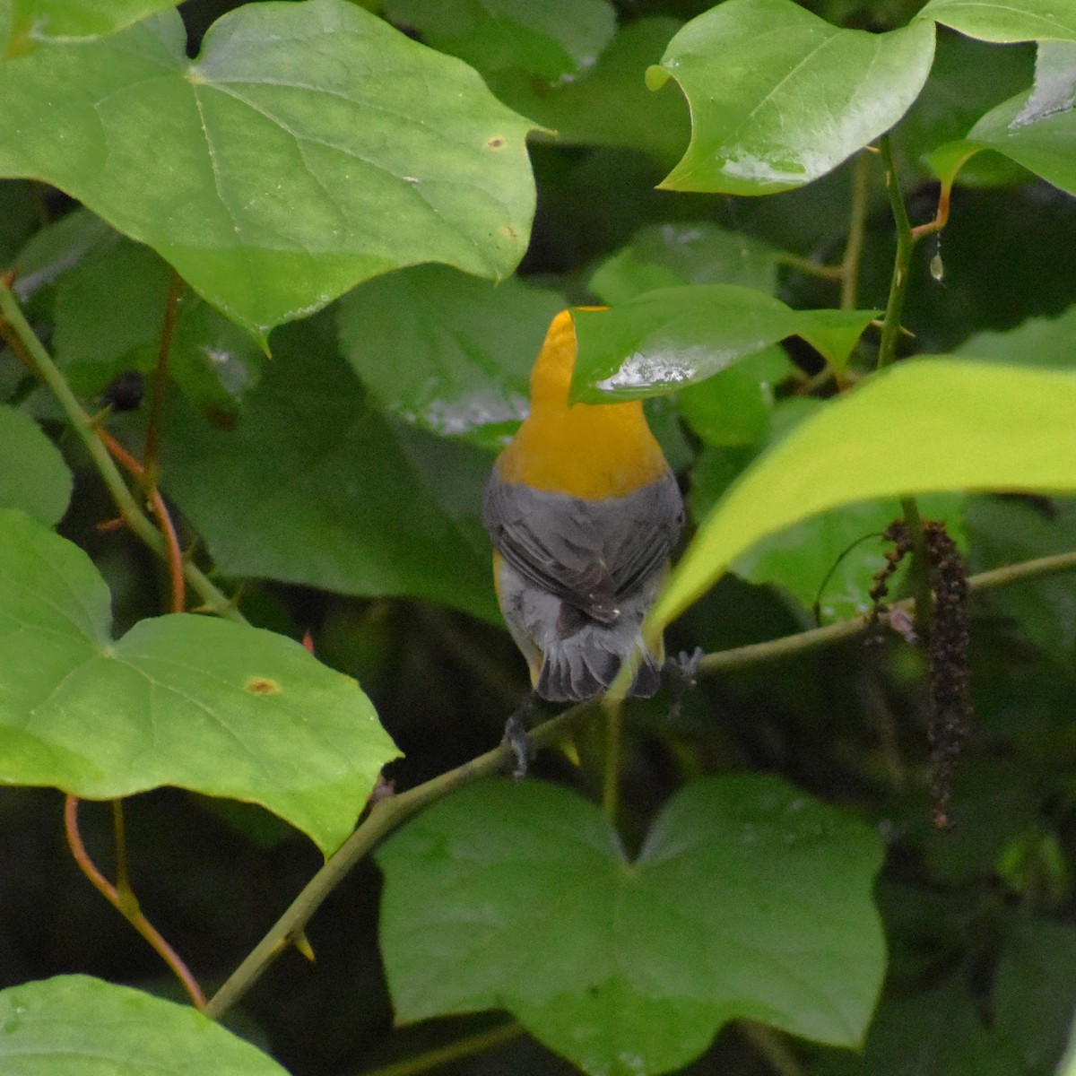 Prothonotary Warbler - ML620115355