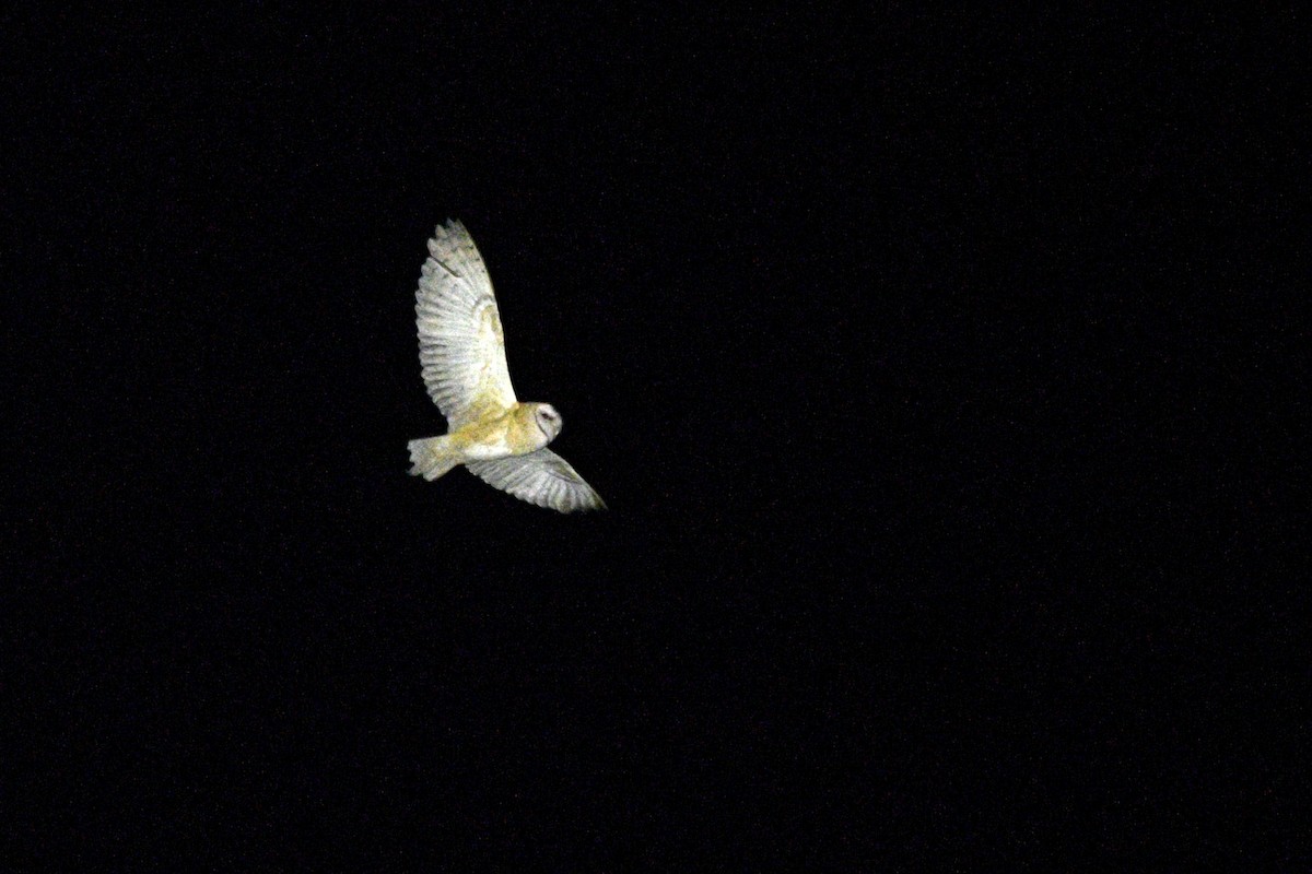 Barn Owl - ML620115357