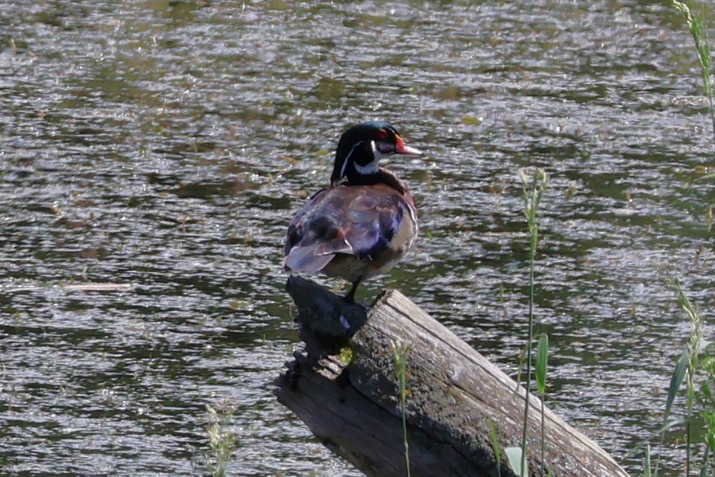 Wood Duck - ML620115360