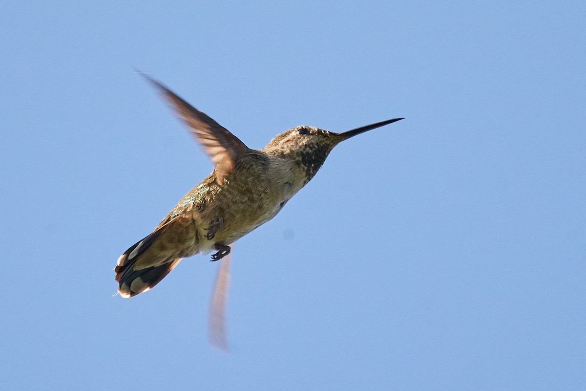 Anna's Hummingbird - ML620115362