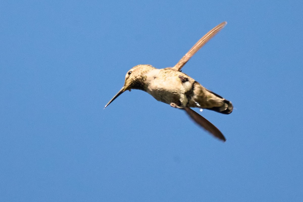 Anna's Hummingbird - ML620115363