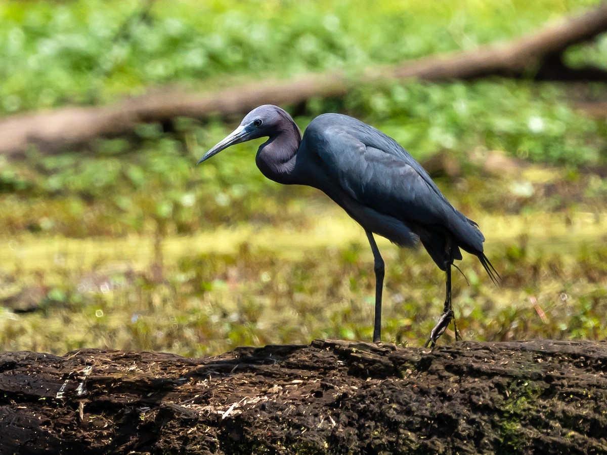 Little Blue Heron - Susan Kirby