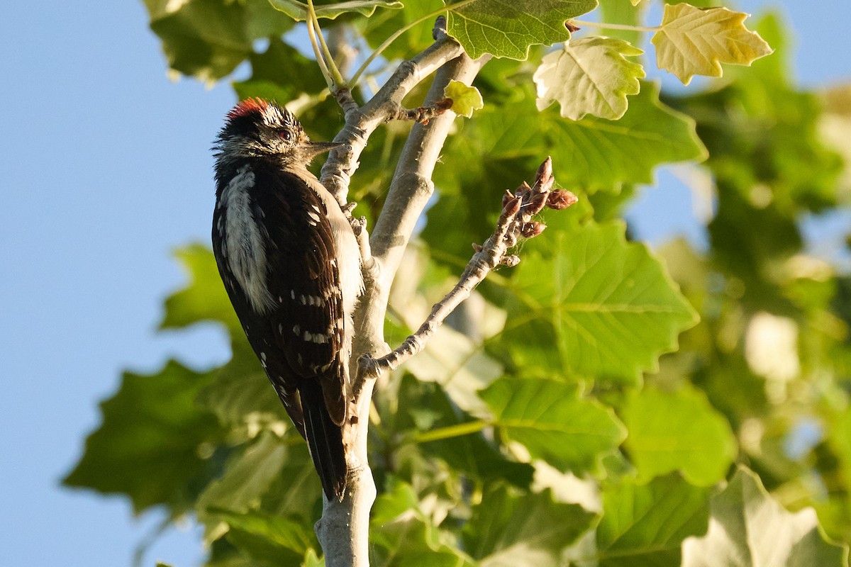Downy Woodpecker - ML620115375