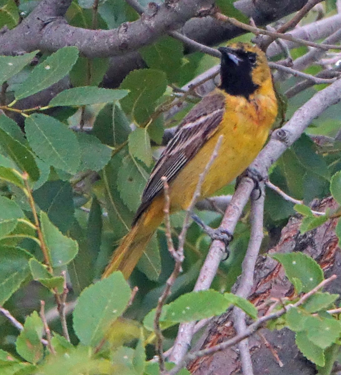 Orchard Oriole - ML620115380