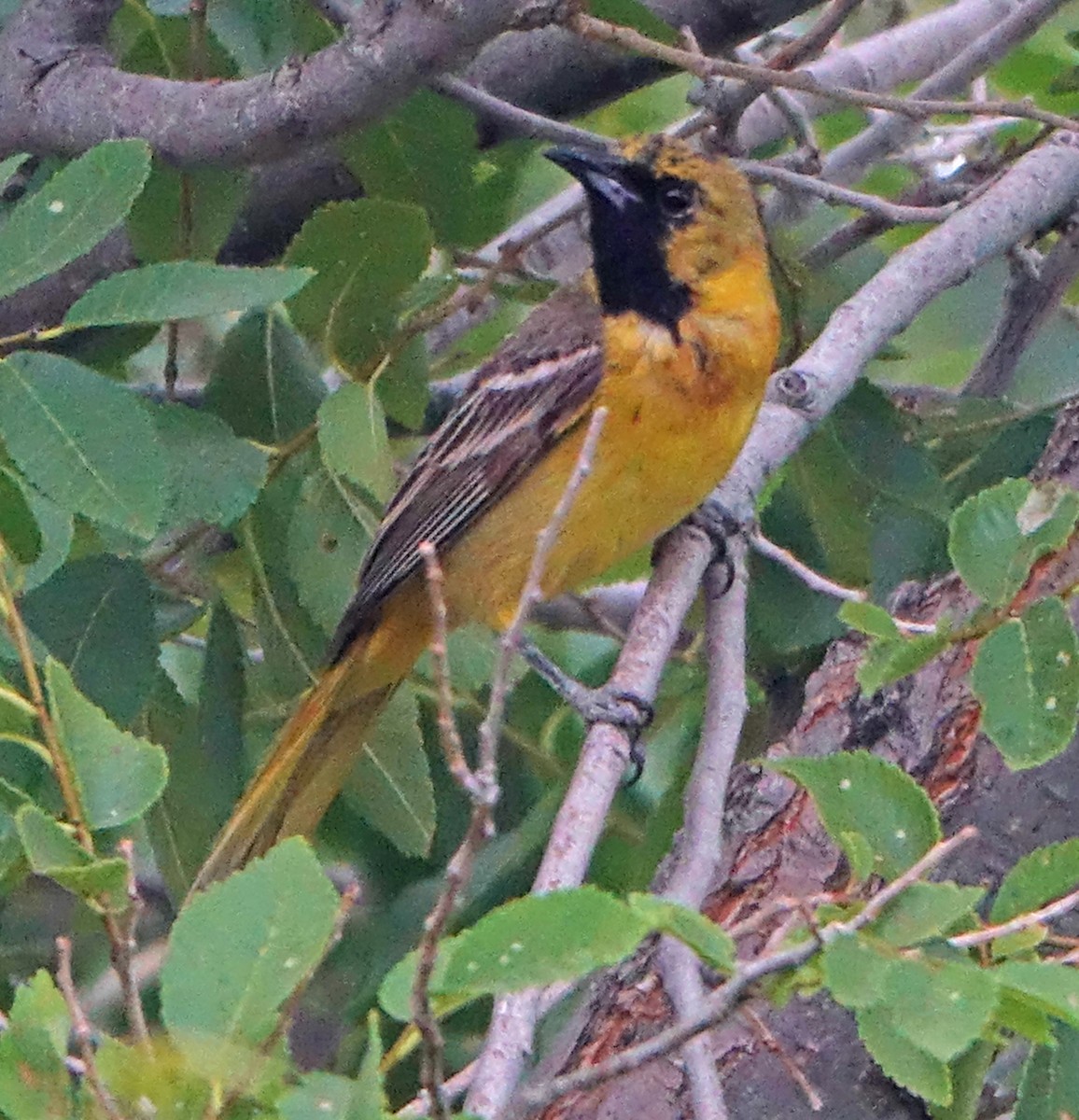 Orchard Oriole - ML620115381