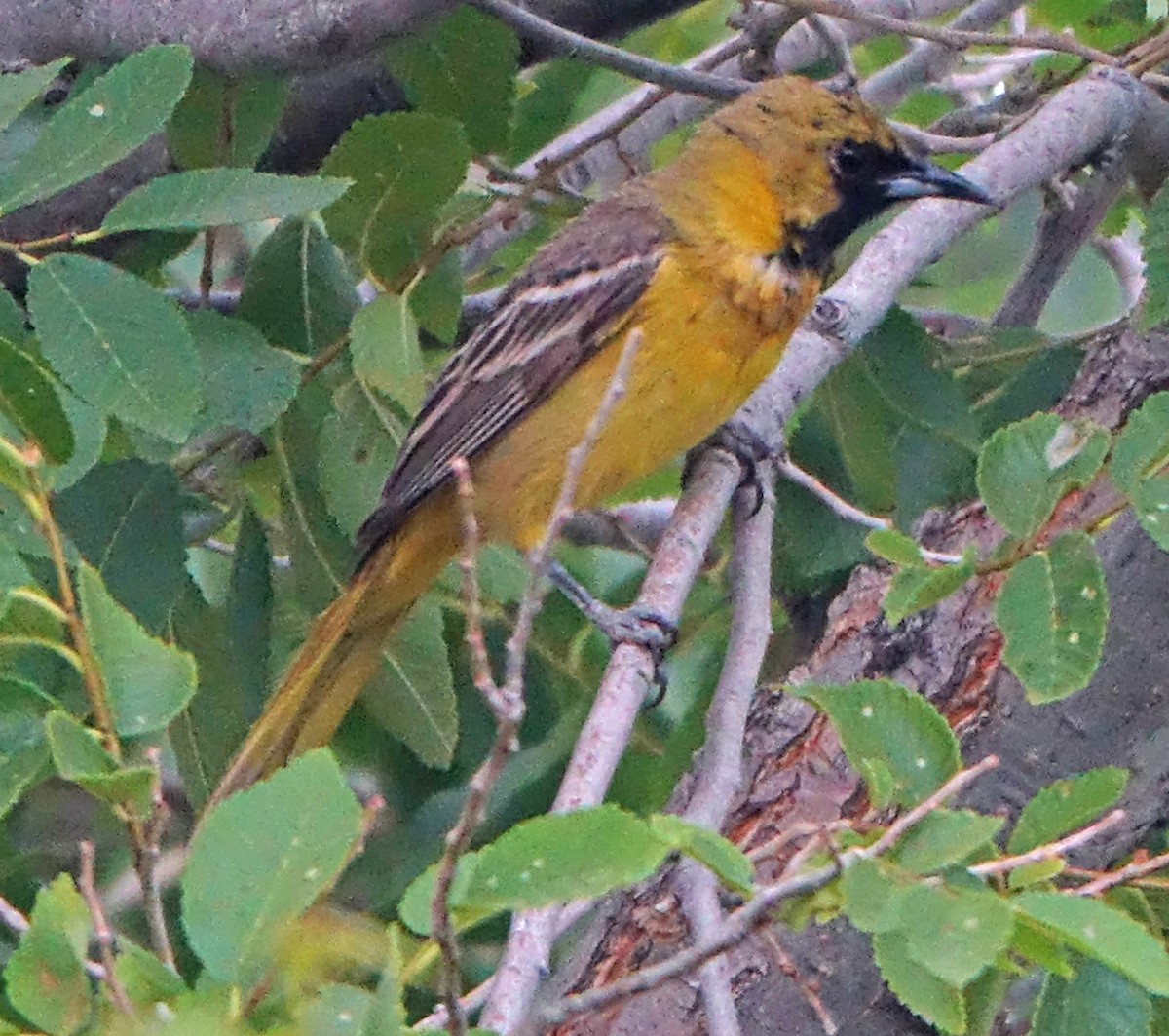 Orchard Oriole - ML620115382
