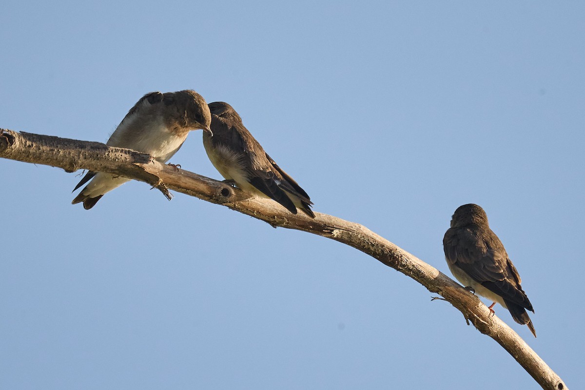Northern Rough-winged Swallow - ML620115384