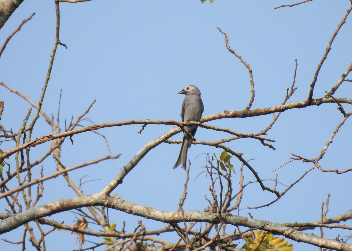 Graudrongo - ML620115386