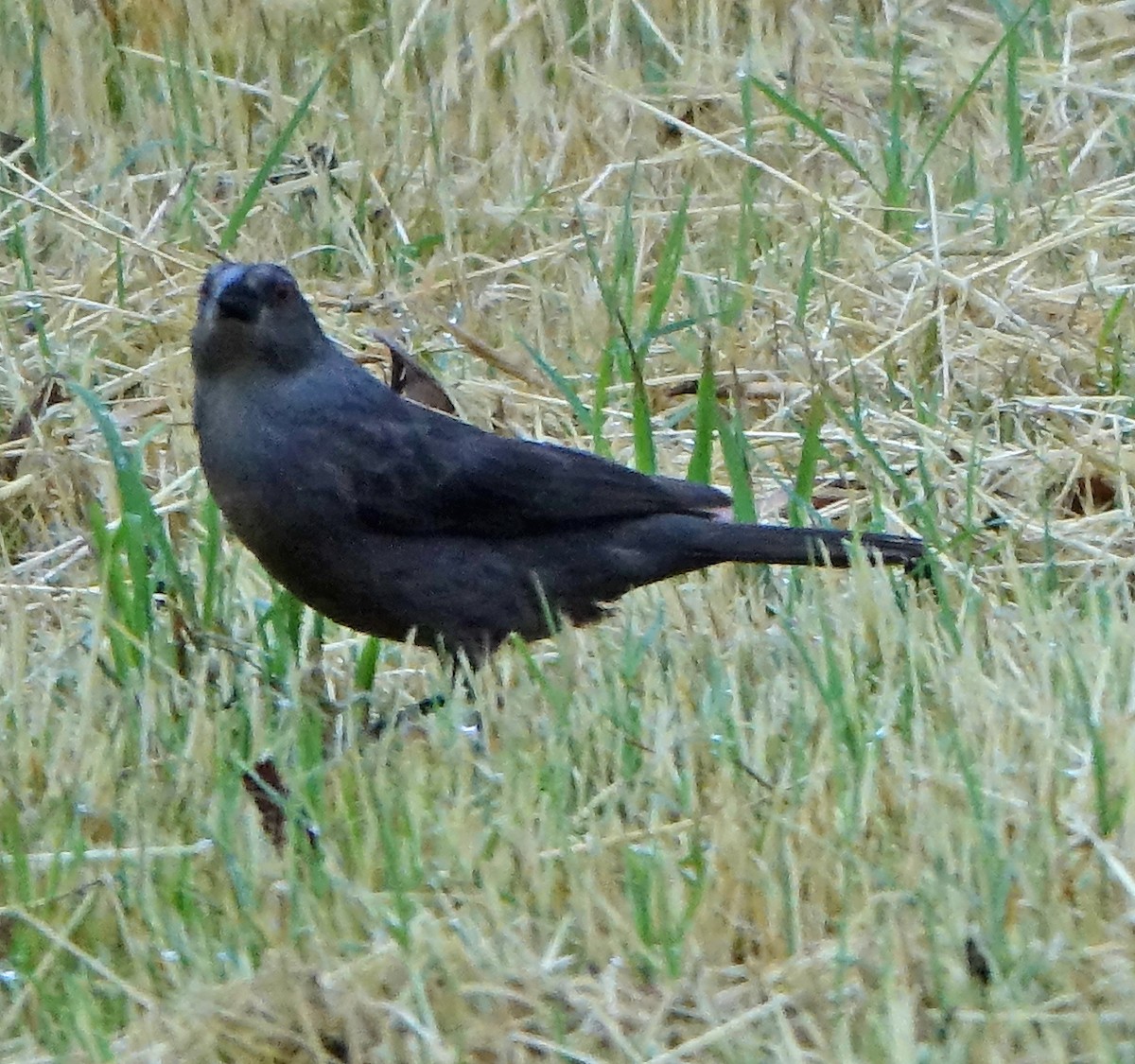 Bronzed Cowbird - ML620115388