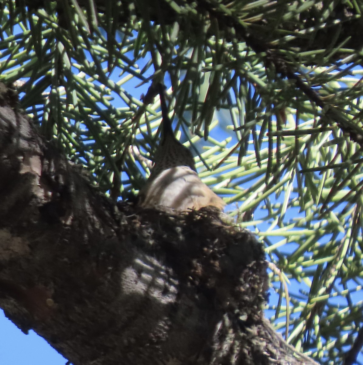 Broad-tailed Hummingbird - ML620115399