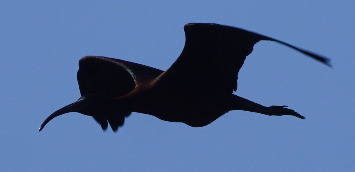 ibis hnědý - ML620115400