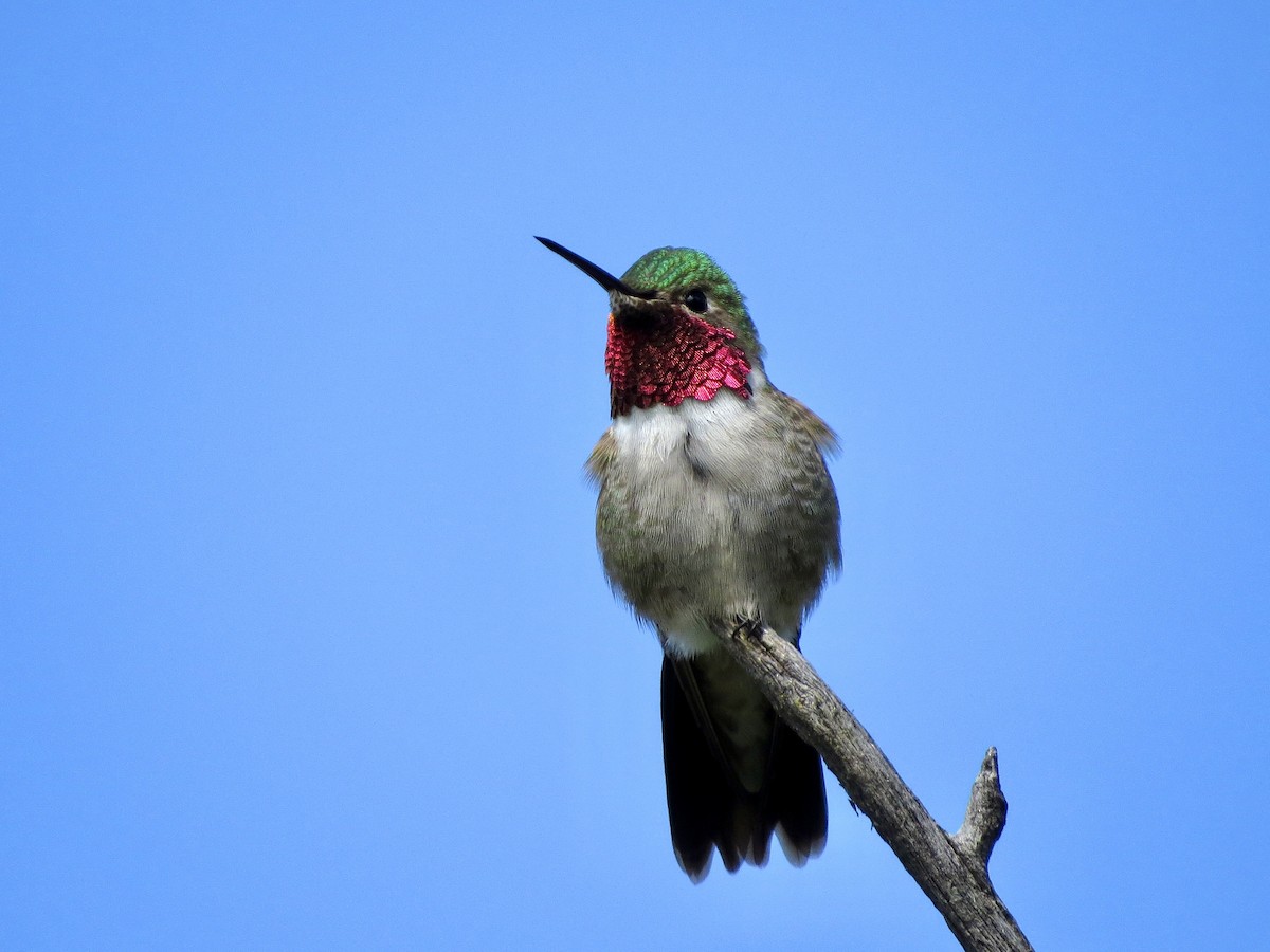 Broad-tailed Hummingbird - ML620115404