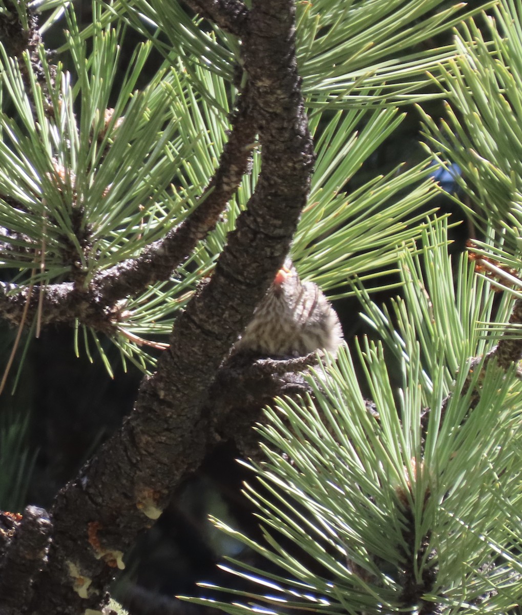 House Finch - ML620115407