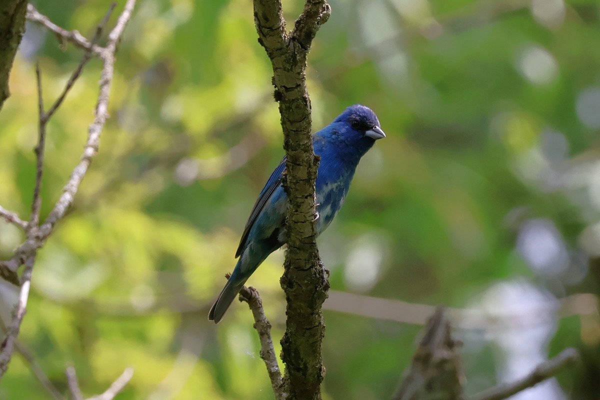 Indigo Bunting - ML620115411