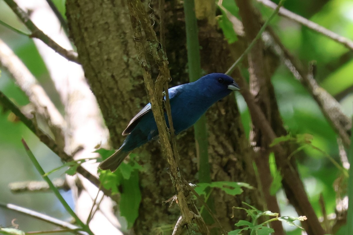 Indigo Bunting - Chad Cornish