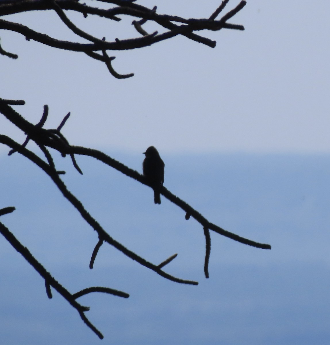 Western Wood-Pewee - ML620115420