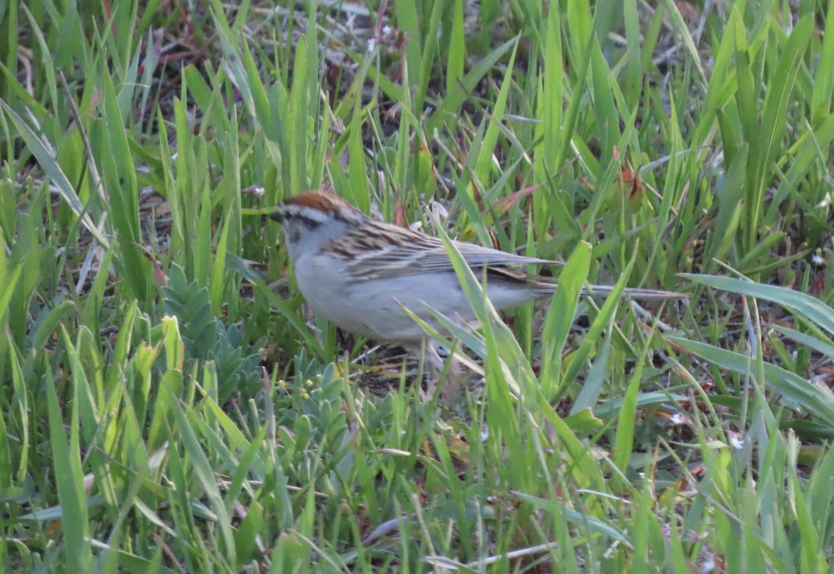 Chipping Sparrow - ML620115436