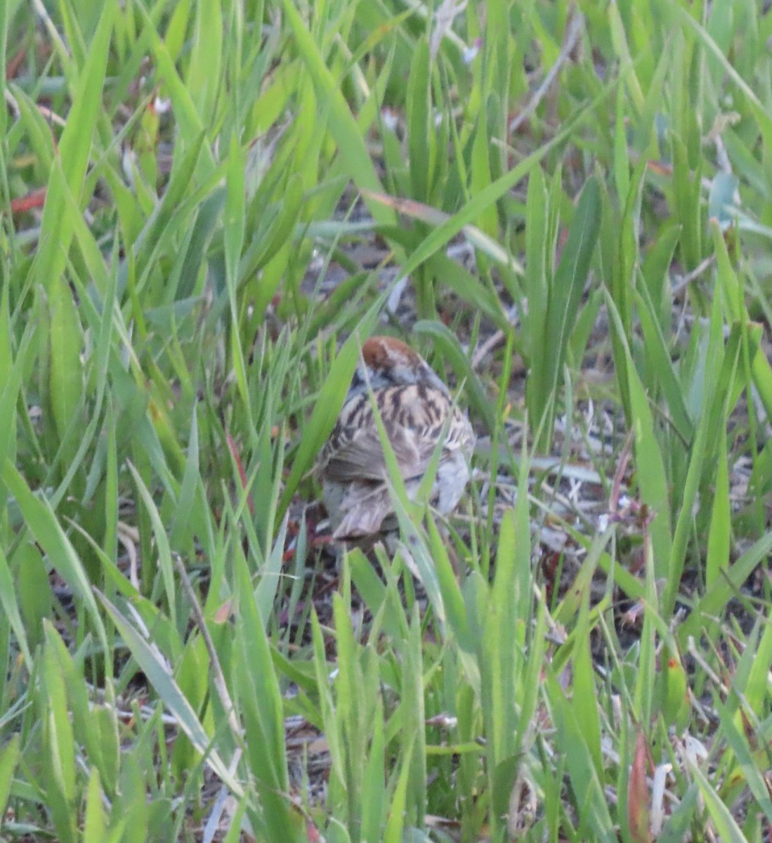 Chipping Sparrow - ML620115437