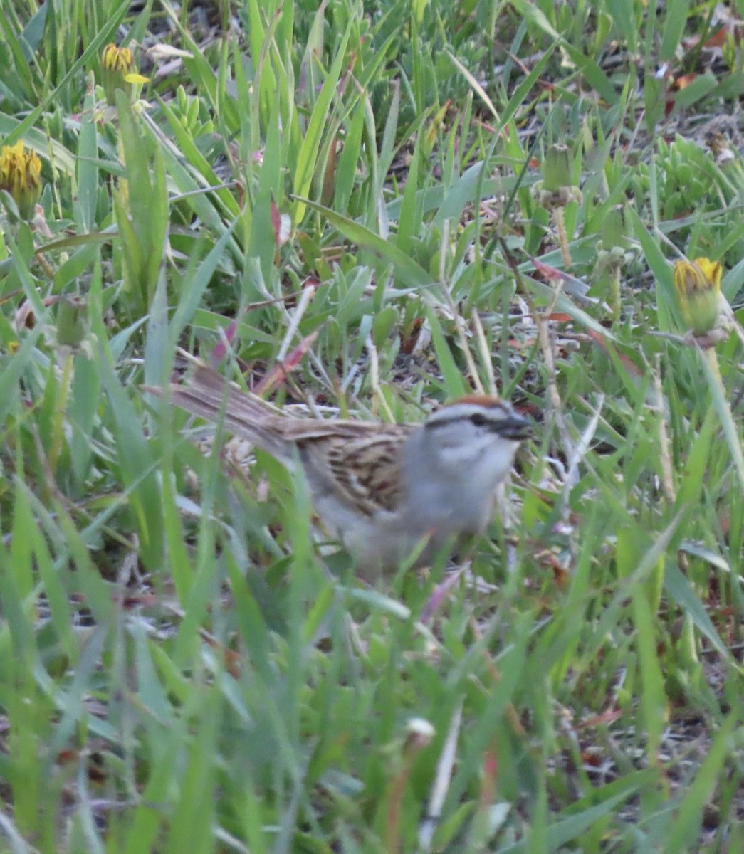 Chipping Sparrow - ML620115460