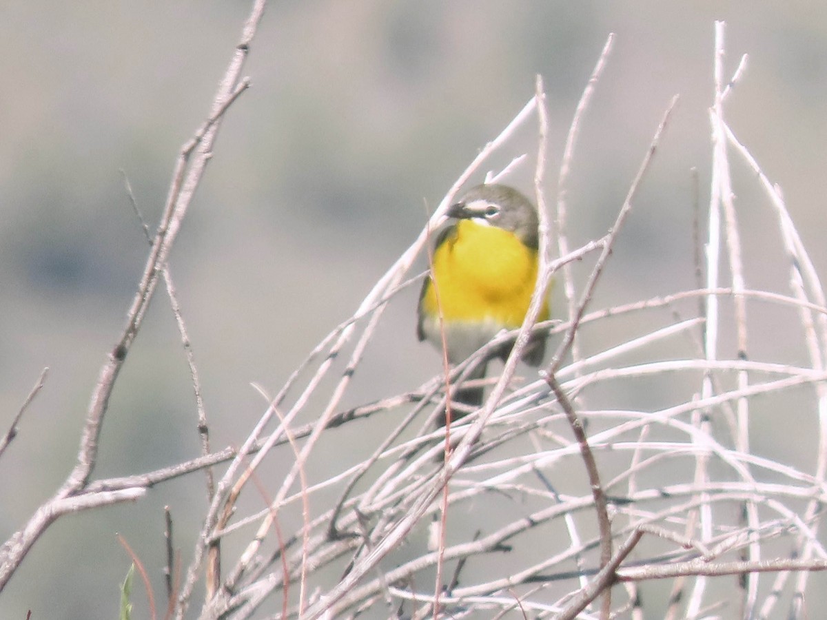 Yellow-breasted Chat - ML620115464