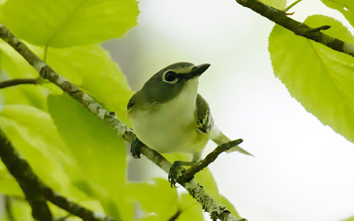 Blue-headed Vireo - ML620115474