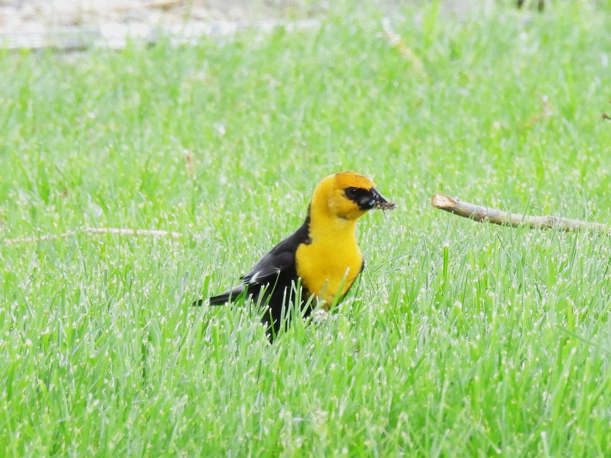 Yellow-headed Blackbird - ML620115480