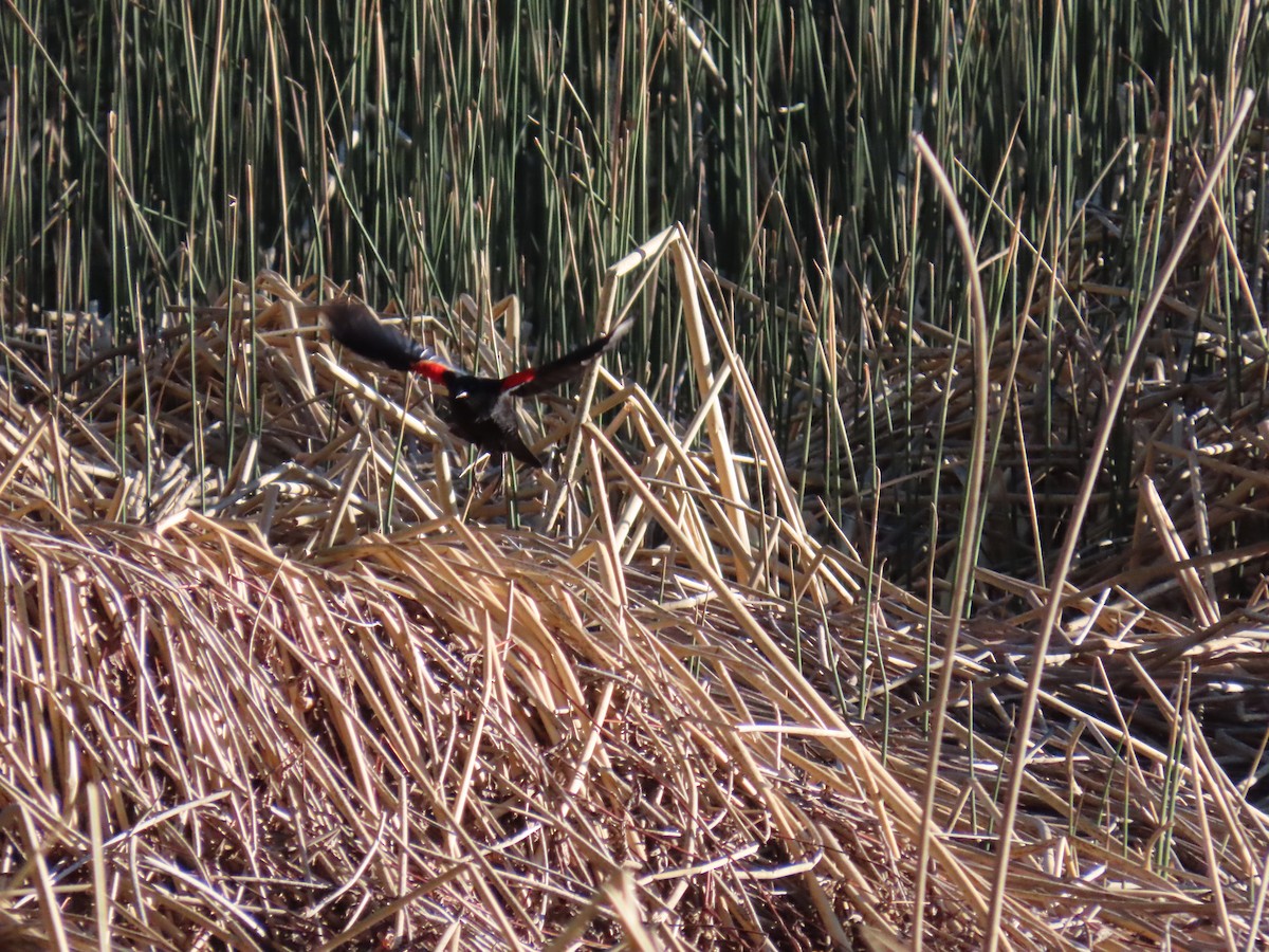 Red-winged Blackbird - ML620115489