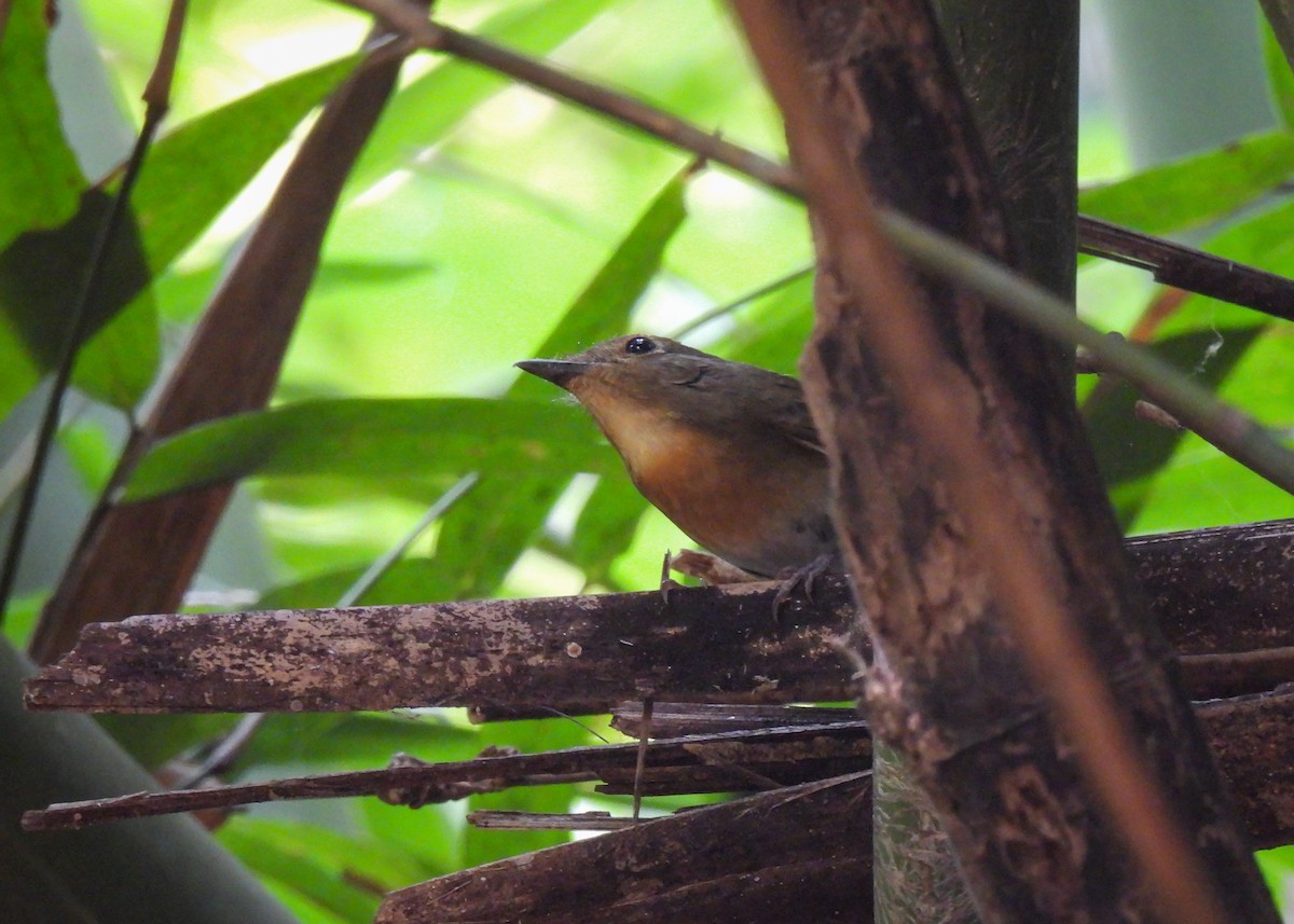 tanımsız Cyornis sp. - ML620115506