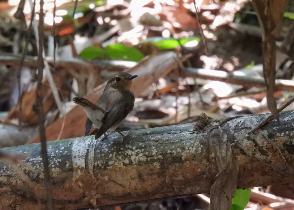 passerine sp. - ML620115507