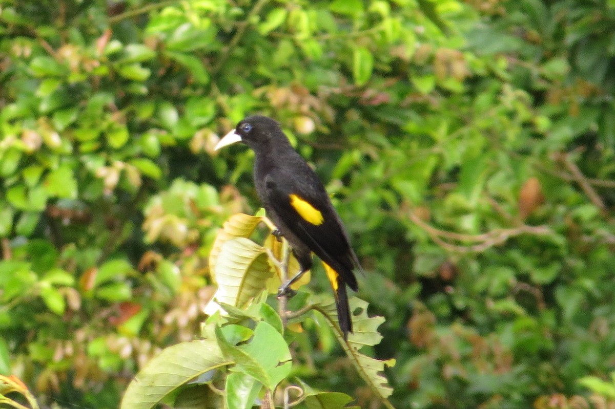 Yellow-rumped Cacique - ML620115521