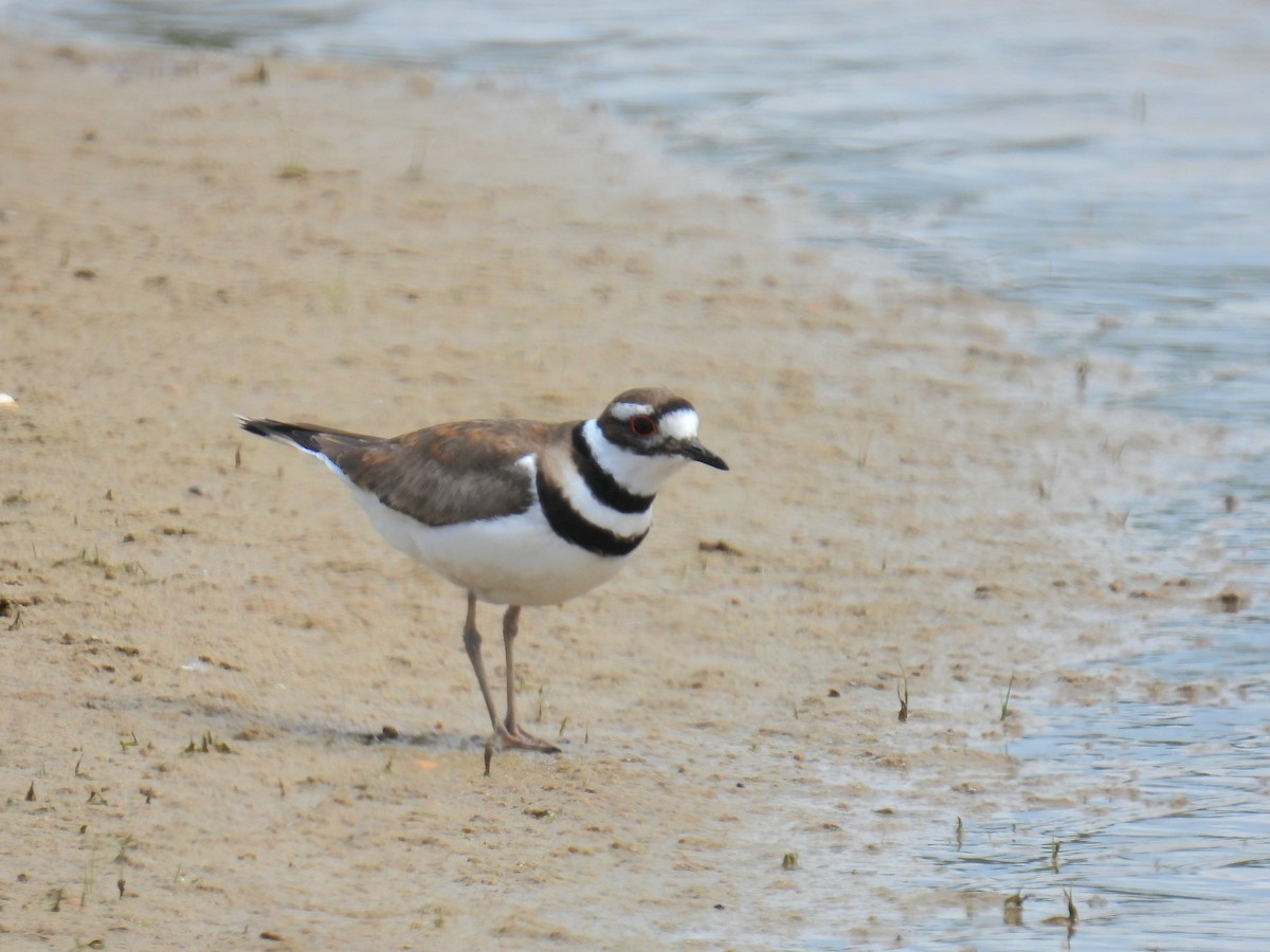 Killdeer - ML620115532