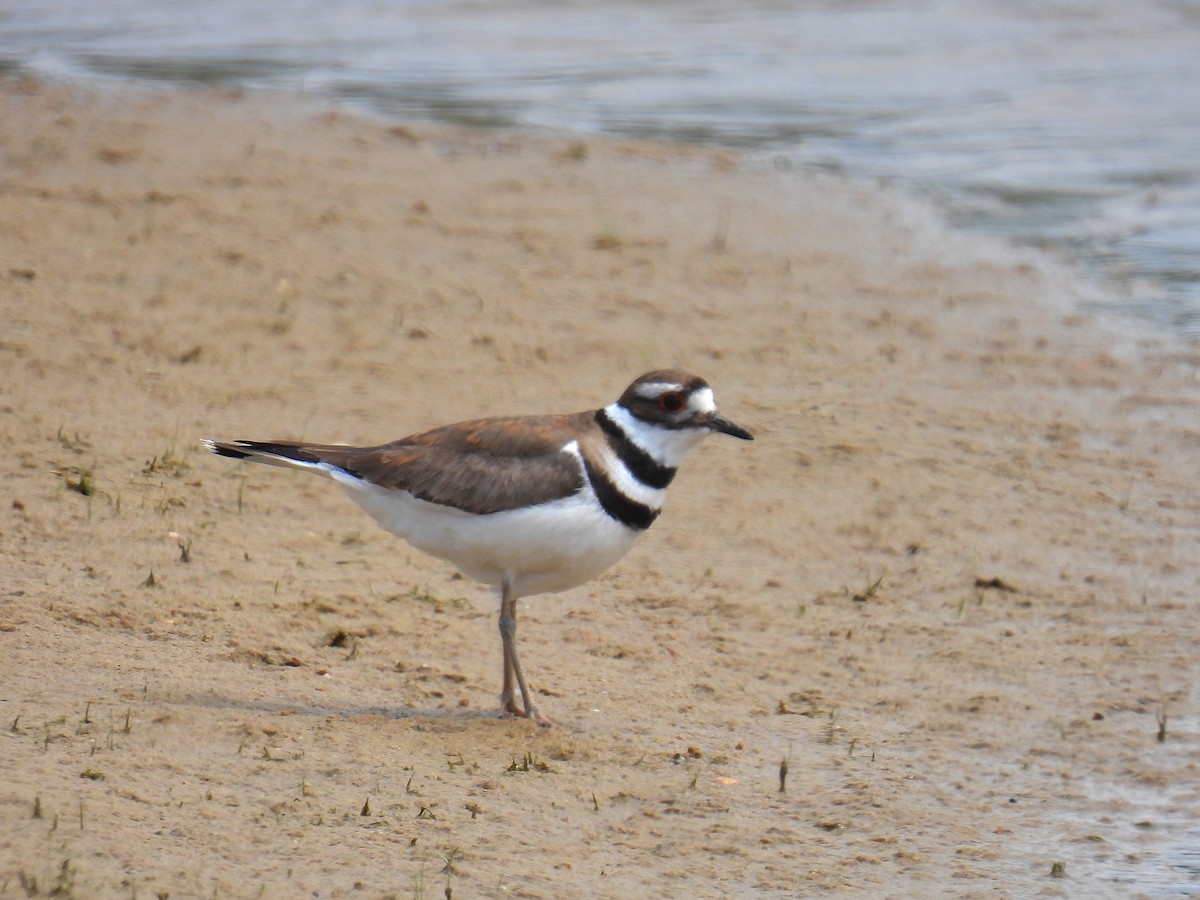 Killdeer - ML620115533