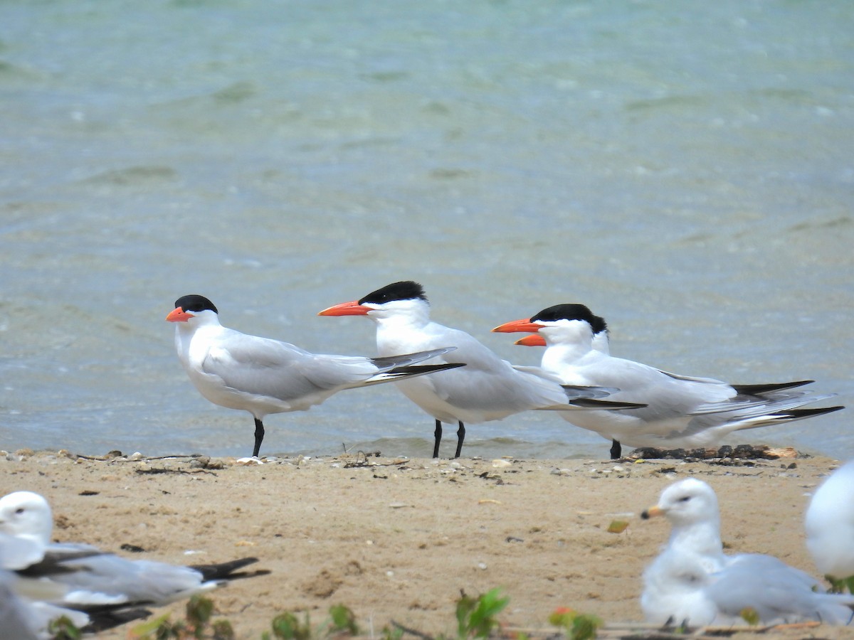 Caspian Tern - ML620115540