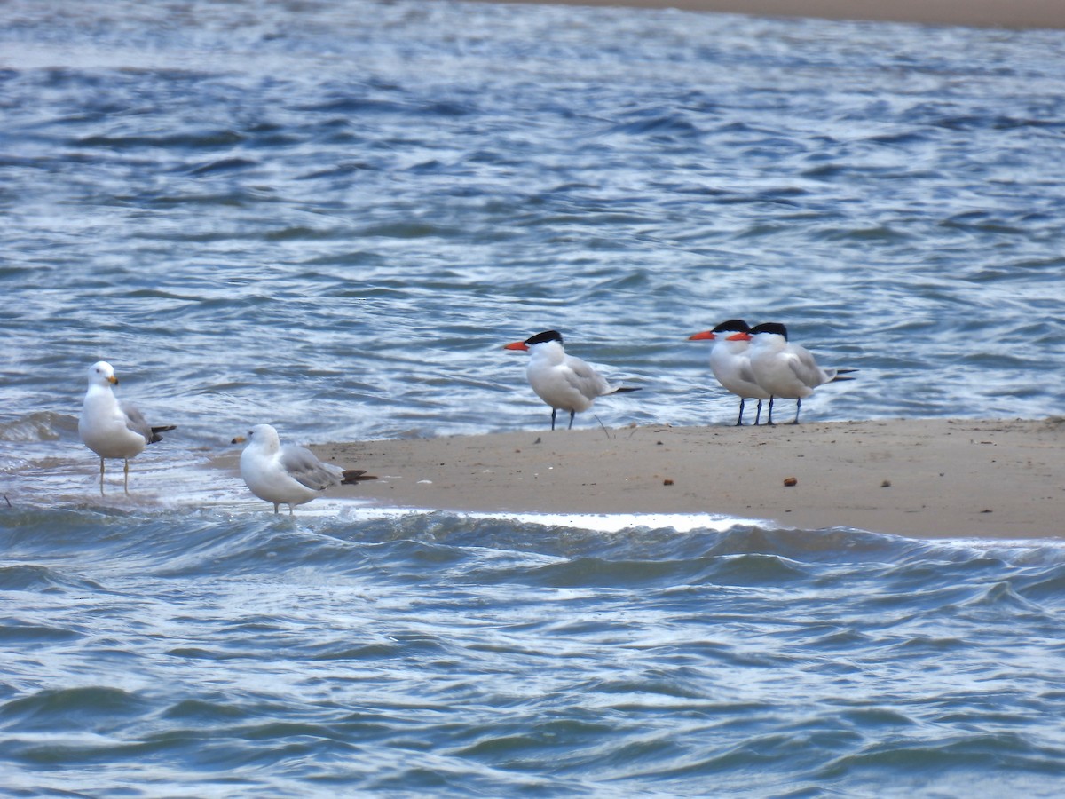 Caspian Tern - ML620115541