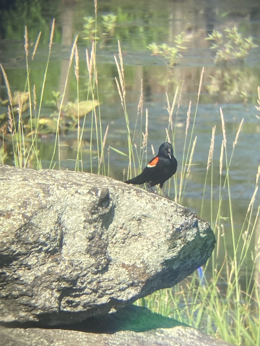 Red-winged Blackbird - ML620115542