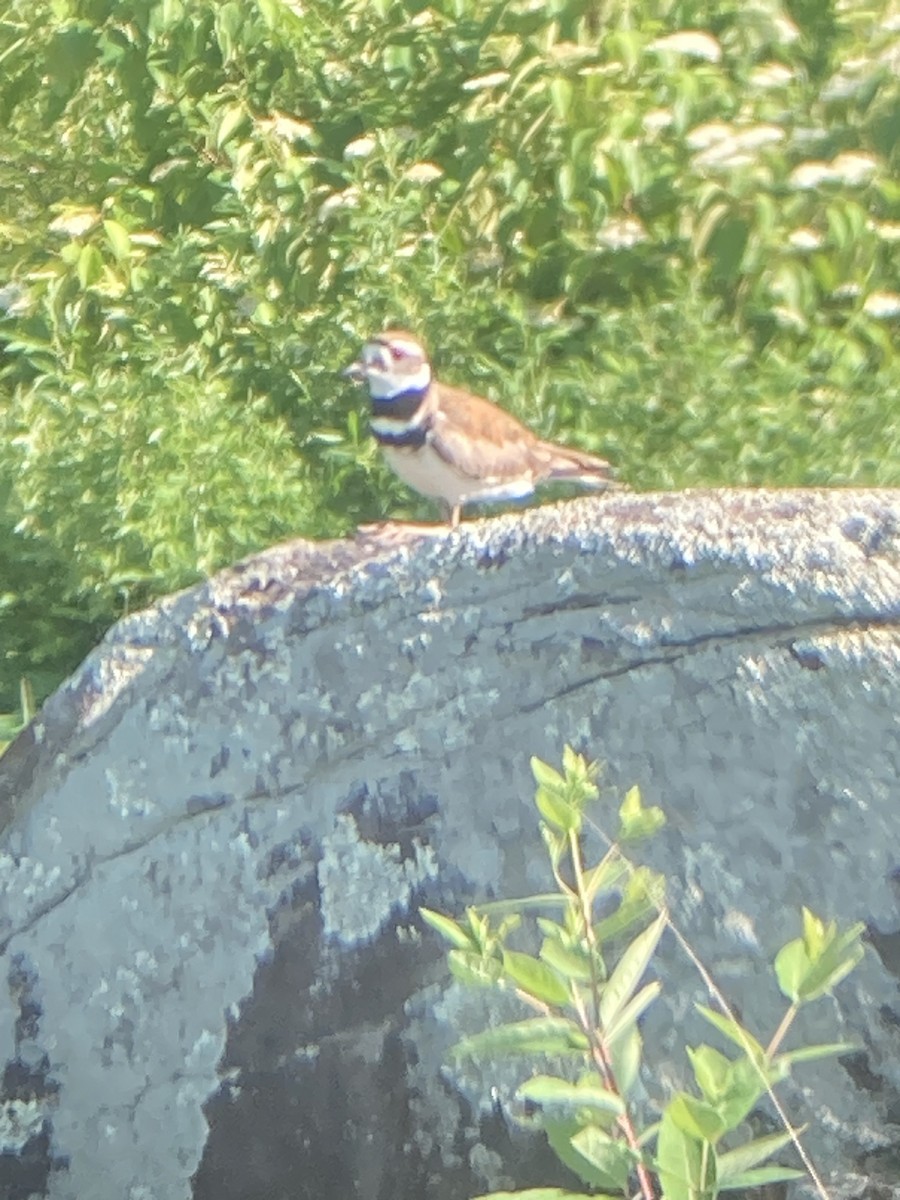 Killdeer - ML620115552