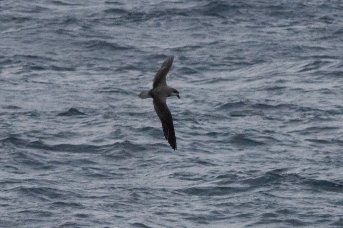 Fea's Petrel - ML620115553