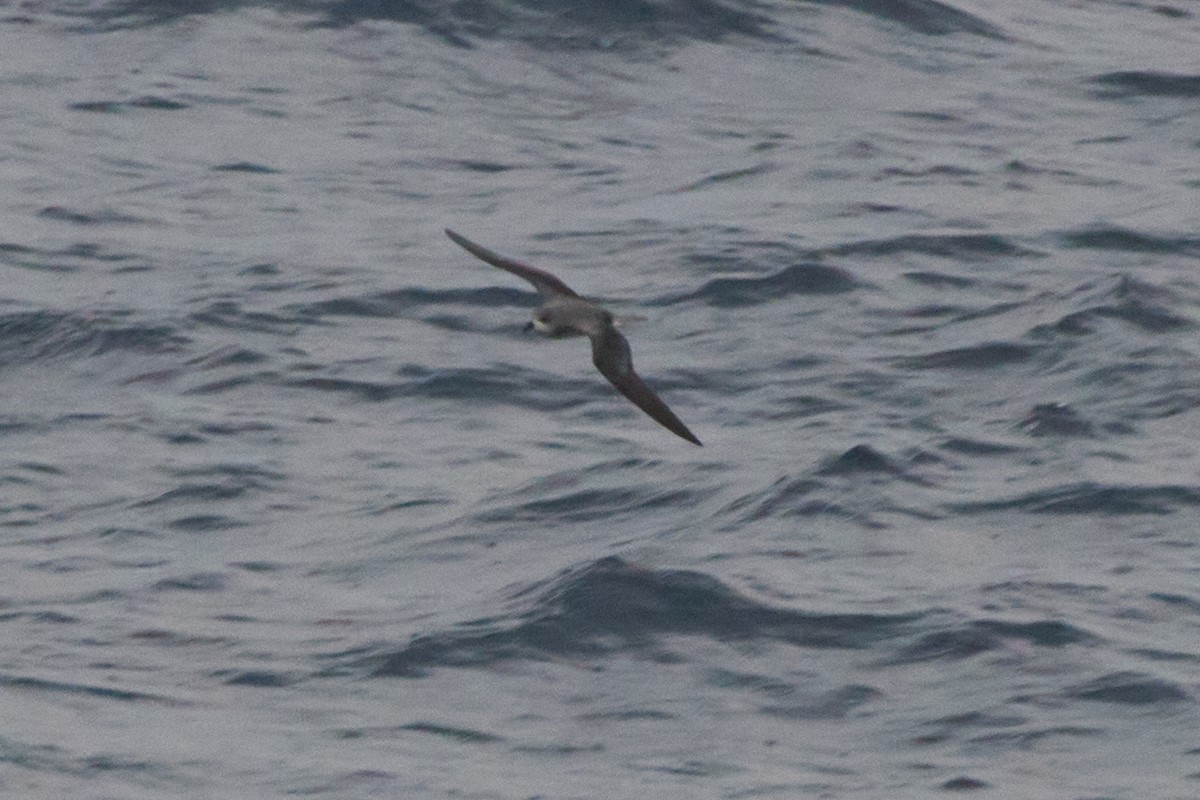 Fea's Petrel - ML620115554