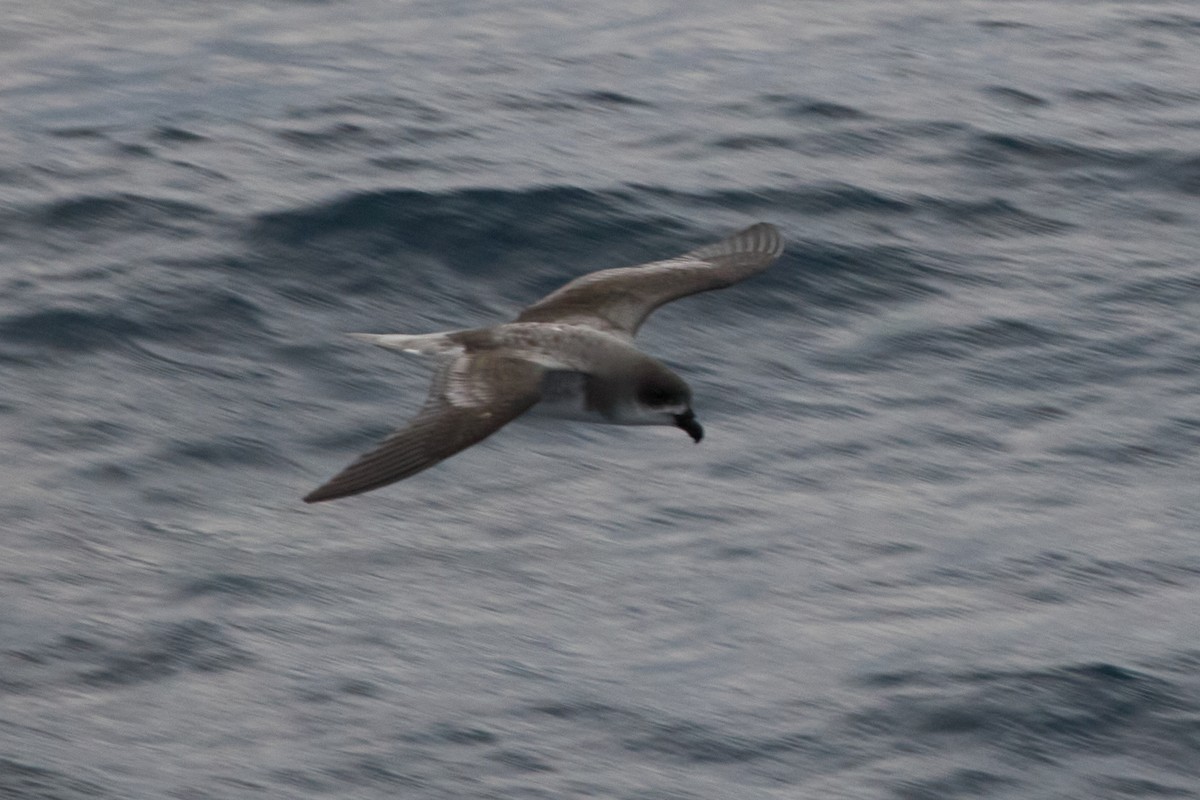 Fea's Petrel - ML620115555