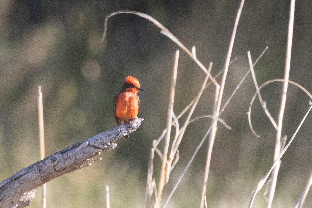 Vermilion Flycatcher - ML620115569