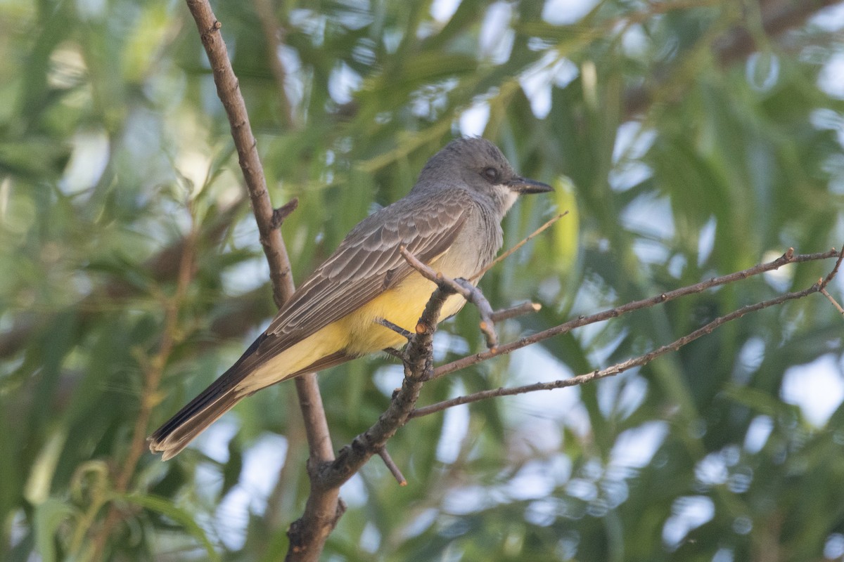 Cassin's Kingbird - ML620115578