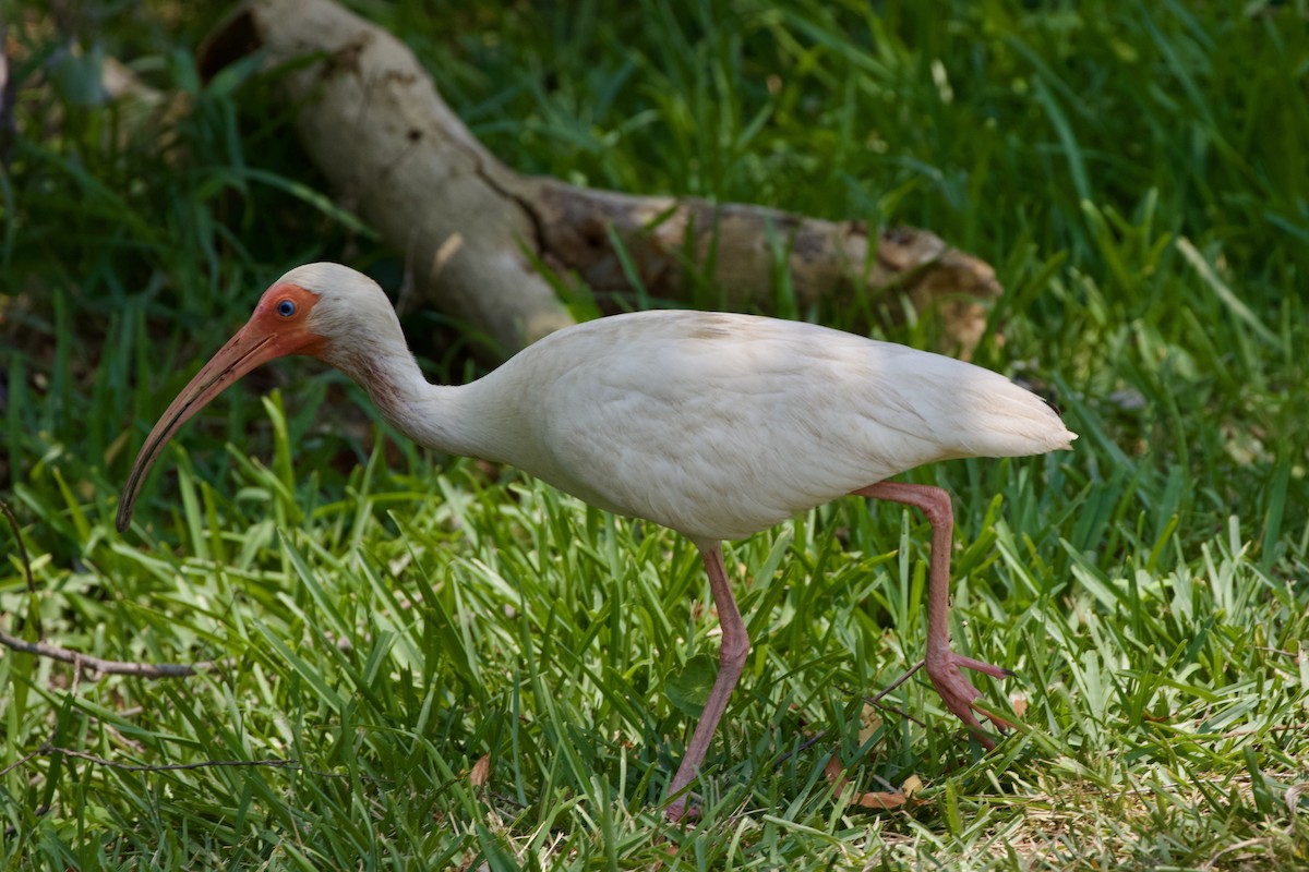ibis bílý - ML620115591