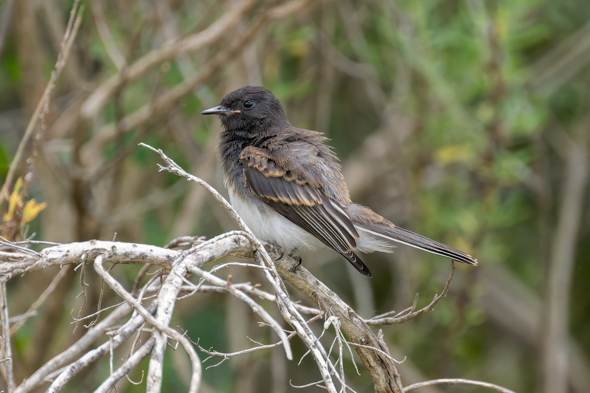 Black Phoebe - ML620115596