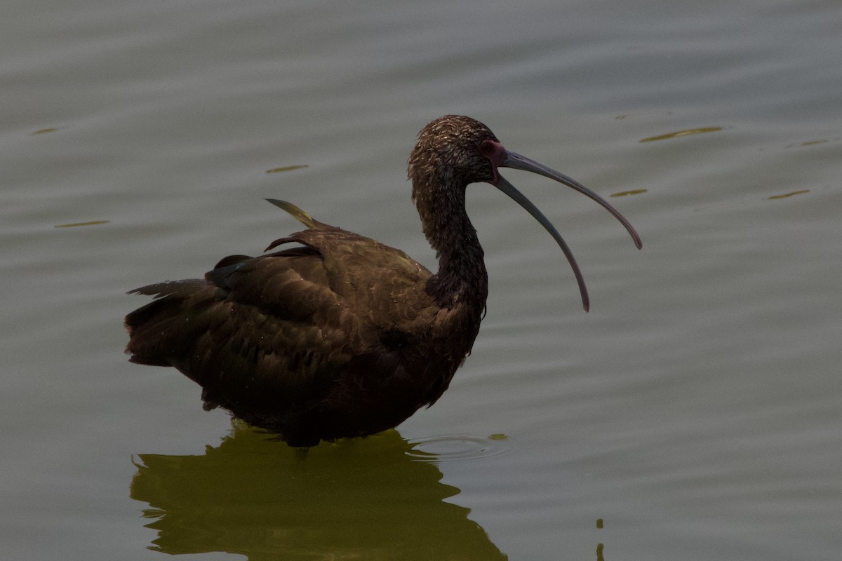 ibis americký - ML620115601